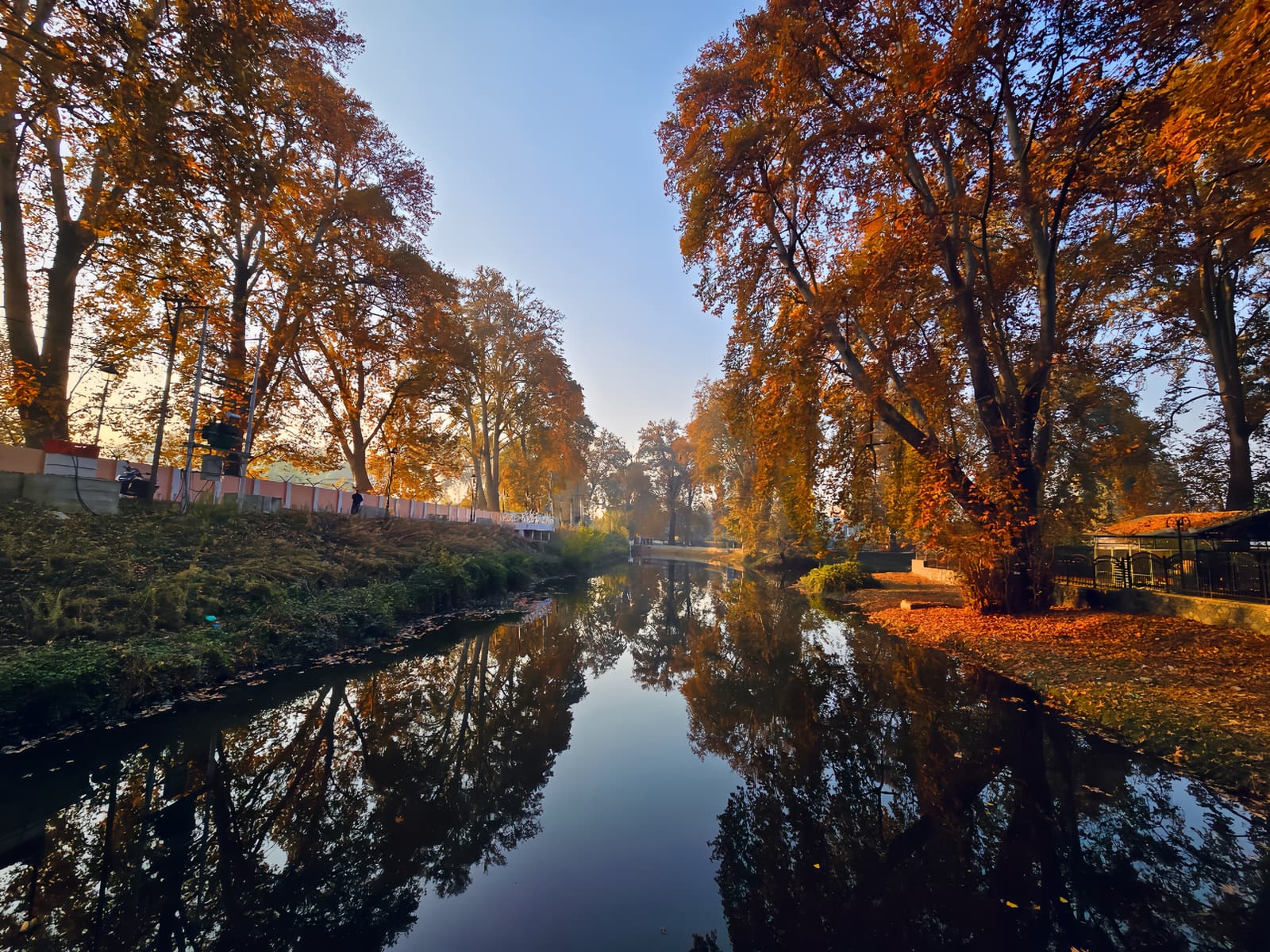 Golden autumn chinar trees reflected in a canal in Srinagar